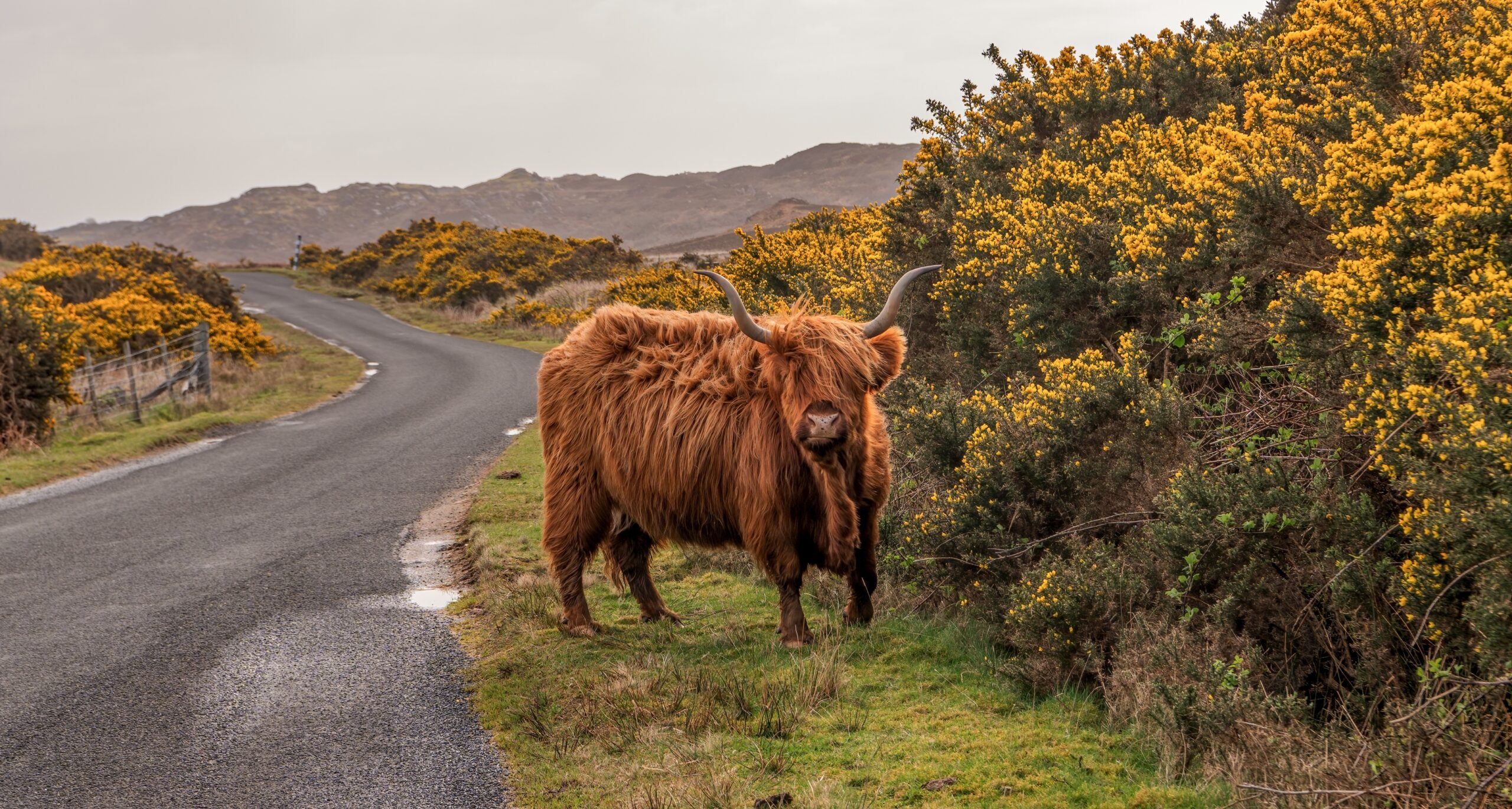 shutterstock_2486241191